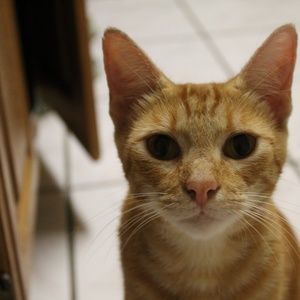 Meet your Posher, Cindy